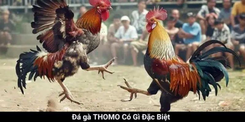 Đá Gà Thomo Là Gì?